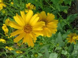 Image result for Verbesina encelioides