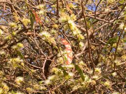 Image result for Albizia anthelmintica