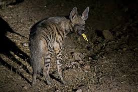 Striped hyena - Wikiwand