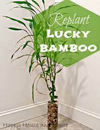 Happy House And Home Replant Lucky Bamboo Lucky Bamboo Plants Lucky Bamboo Lucky Bamboo Care