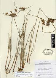 Image result for Pycreus polystachyos