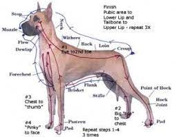 Canine Reflexology Animal Wellness Guide Dog Anatomy Dog Medicine Animals