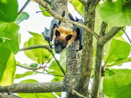 The best way to get rid of gnats in indoor plants. Endangered Fruit Bats Being Driven To Extinction In Mauritius After Mass Culls Kill 50 000 The Independent The Independent