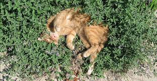 Catmint flowers more continuously than catnip. Catmint Plants How To Grow Catmint The Garden Magazine