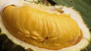 Jarak tanam 10 x 10 m untuk jenis yang jatuh masa tanam lebih awal, dan 12 x 12 m untuk jenis durian sedang dan dalam. Cara Efektif Menanam Durian Musang King Tanpa Ribet Binary Options