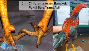 Cara melatih ayam bangkok petarung. Gambar Kaki Ayam Pukul Saraf