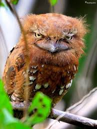 We did not find results for: Salon Des Animaux Exotiques Du Quebec Un Oiseau Avec Un Air Bete Naturel Le Podarge Cornu Batrachostomus Cornutus Est Une Espece D Oiseaux Qu On Retrouve Au Brunei En Indonesie Et En Malaisie