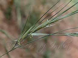 Image result for Aristida canescens