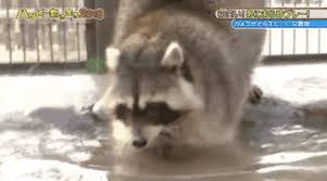 Well, he also put that in water and it also melted. The Amazing Origin Of Cotton Candy Raccoon Has Finally Been Revealed