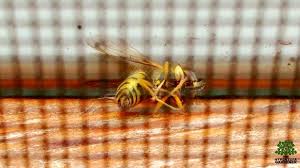 We did not find results for: Is That A Yellow Jacket Nest Over My Bedroom Window Our Battle With Yellow Jackets The Hypertufa Gardener