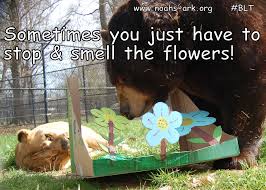 Sometimes You Just Have To Stop Smell The Flowers Bear Lion Tiger Blt Noahsark Wecanreallyallgetalong Www Noahs A Noahs Ark Animals Animals Noahs Ark