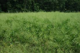 Image result for Panicum calvum