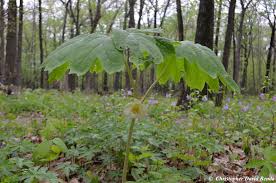 Image result for Podophyllum  peltatum