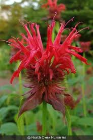 Image result for Monadenium crenatum