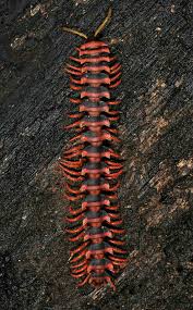 Black And Yellow Centipede Philippines Pin By Tanya Minott Jewelry On Animals I Love Millipede Insect Photos Arthropods
