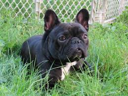 French bulldogs aren't actually french. Fat Brats French Bulldogs Home Facebook