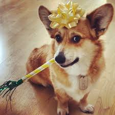 The queen's love of corgis is. Happy Birthday To Corgi Barry Grass Corgi Snorkel Press