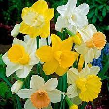 Trumpet Daffodil Mix Daffodil Bulbs Narcissus Flower Bulb Flowers