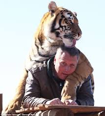 Training a tiger like this takes a lot of bottle! | Daily Mail Online