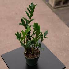 Image result for Erythrococca zambesiaca