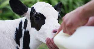 Calf Success The Pros And Cons Of Feeding Pasteurized Milk To Calves Hubbard Feeds