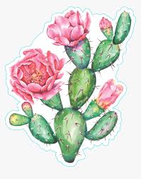 Prickly pear cactus represent about a dozen species of the opuntia genus (family cactaceae) in the north american deserts. Cactus Clipart Watercolor Flowering Prickly Pear Cactus Watercolor Hd Png Download Kindpng