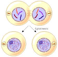 In meiosis, germ cell undergoes two m phases in order to obtain four daughter cells. How Is Cytokinesis Different In Plant Cells As Compared To Animal Cell Socratic