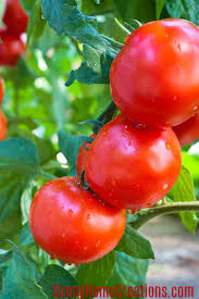 It is claimed that they reduce the number of diseases, ward off insects, fertilize the soil, and even keep slugs from eating your plants. 7 Tips And Hacks To Grow Huge Juicy Tomatoes Sunny Home Creations