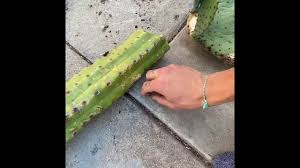 How to grow san pedro cacti from seed? Identifying Echinopsis Pachanoi San Pedro Cactus Youtube