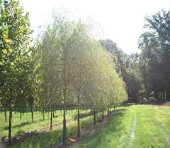 Maybe you would like to learn more about one of these? Salix Alba Tristis Ruppert Nurseries