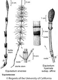 Image result for Equisetaceae