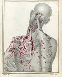 This entry was posted in anatomy by admin. Deep Dissection To Show The Arteries Of The Neck And Back By Haincelain From Manuel D Anatomie Descriptive Du Corps Humain By Jules Cloquet 1825 Anatomy Art Histmed Anatomy
