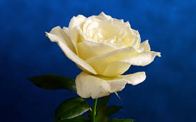 Rose Blanche Fleur - Photo gratuite sur Pixabay