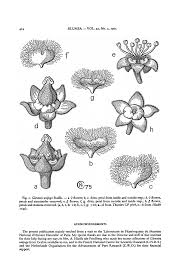 Image result for Glenniea