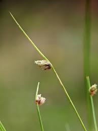 Image result for Isolepis setacea