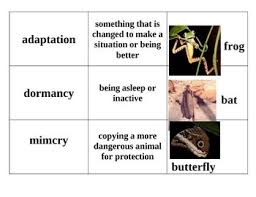 Animal Adaptations Matching Game 2nd And 3rd Grade Va Sols Animal Adaptations Matching Games Adaptations