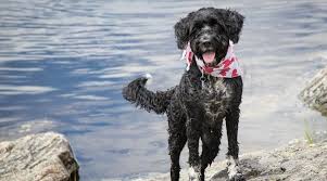 Check spelling or type a new query. Portuguese Water Dog Breed Information Facts Traits Pictures More