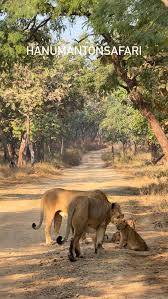 Lion Safari in Borivali National Park ...