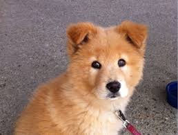 14 Chow Chow Mixes Chow Chow Cross Breeds The Paws It is an attempt to take the best of the golden chow has not got that far.