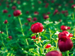 Pin Auf Mein Garten