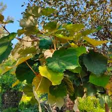 Image result for Pterospermum acerifolium