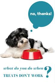 The pet stop near me. Find Out What To Do In Dog Training When Treats Stop Working Dog Training Dog Training Treats Dog Training Obedience