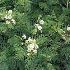 Image result for Acacia lasiopetala