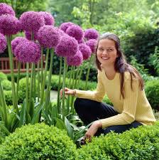 7f8a0f40e58a1cbd58f3cfdbe83dfb84 Jpg 1020 1024 Lauchblumen Garten Bluhende Pflanzen