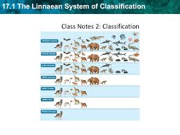 17 1 The Linnaean System Of Classification