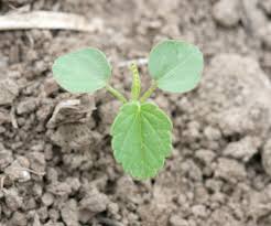 Image result for Sida spinosa