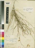 Image result for Crotalaria spartioides