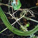 Image result for Turbina longiflora