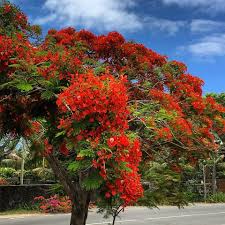 10 Choses Que Seuls Les Reunionnais Font A Noel Avec Images La Reunion Paysage Reunion Ile De La Reunion