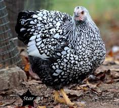 Silver lace wyandotte the first accepted color in standard wyandottes was the silver lace. Wyandottes For Sale